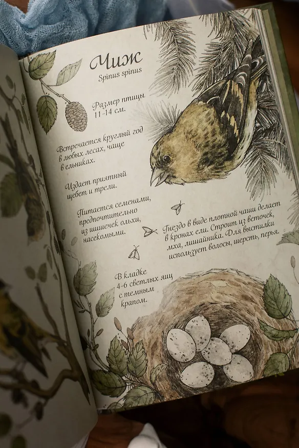 Книга Птицы леса. Артбук (Geo Saiko) — 13
