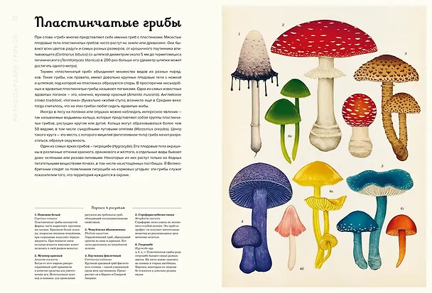 Книга Грибариум (Дэвид Л. Хауксворт, Лора М. Сьюз, Пепейн В. Кой, Каре Лиматайнен) — 15