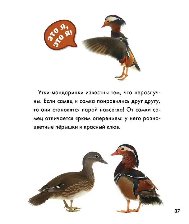 Книга Птицы () — 16