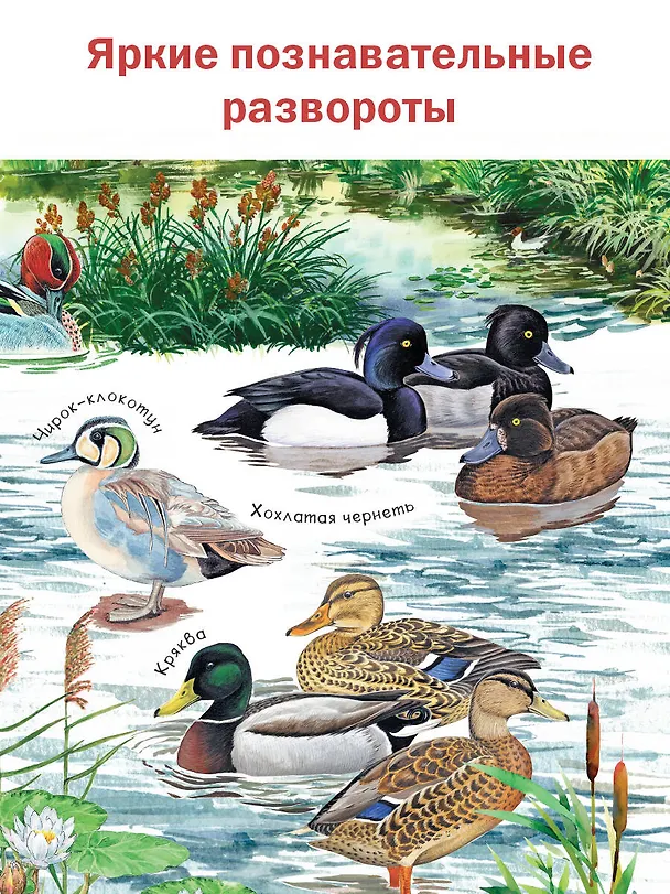 Книга Рассказы о природе (Михаил Пришвин) — 6
