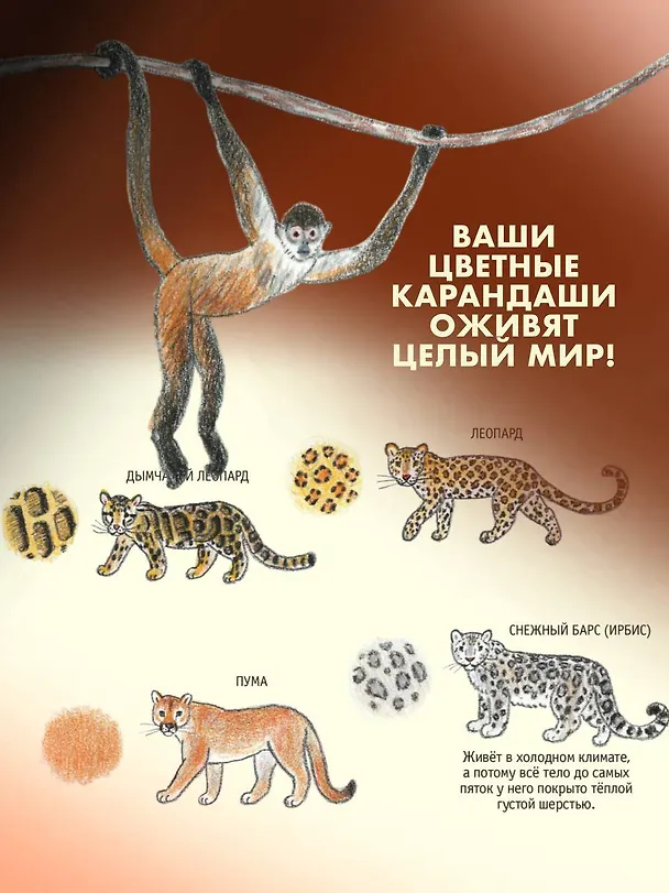 Книга Школа рисования для начинающих: милые животные (Аи Акикуса) — 9