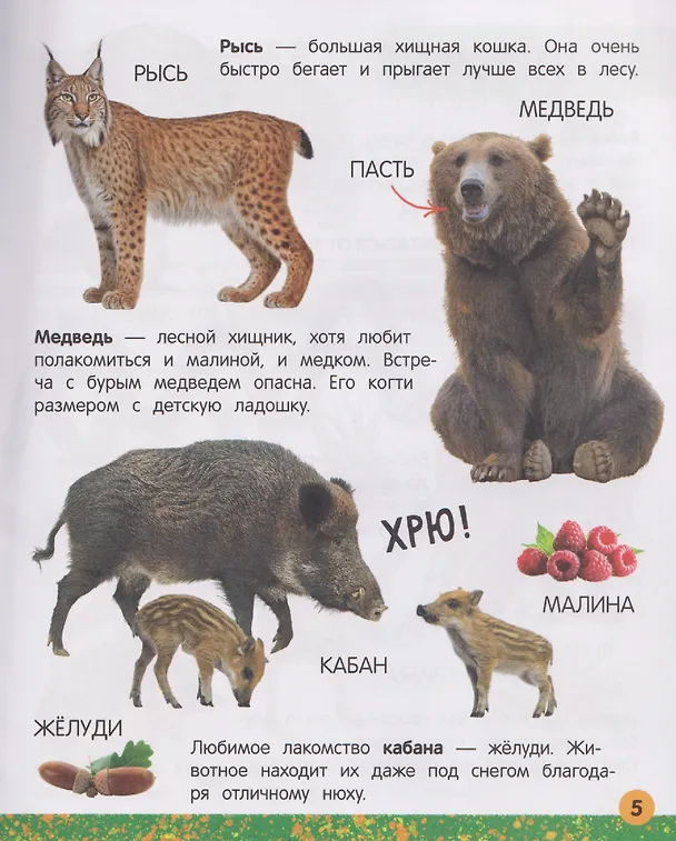 Книга Моя большая книга о животных (Юлия Латушко) — 3