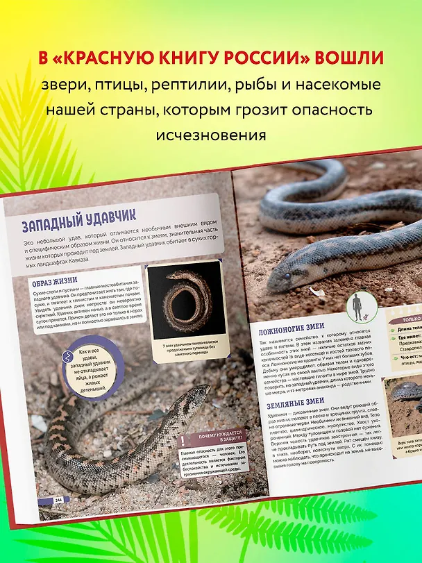 Книга Красная книга России: животные, растения, птицы, насекомые. Энциклопедия редких видов (Дмитрий Лукашанец, Екатерина Лукашанец) — 7