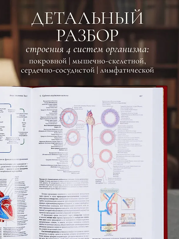 Книга Анатомия человека. Эксклюзивное издание с 50-летней историей. Том 1 (Джузеппе Анастази, Марио Каннас, Гвидо Кавалетти) — 14