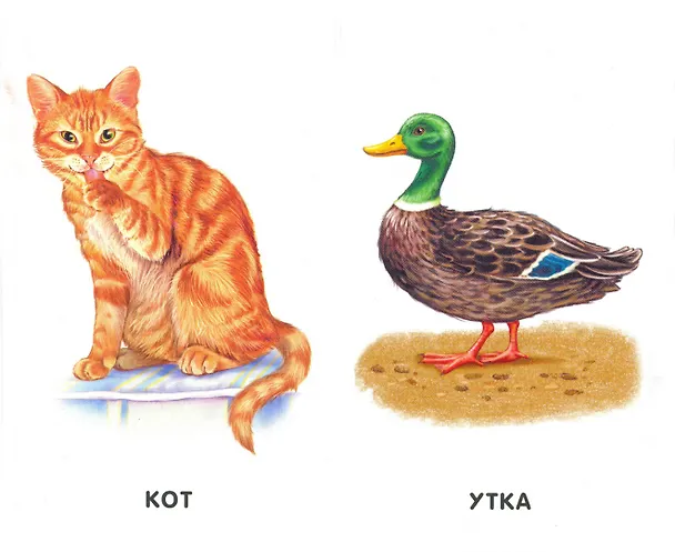 Книга Домашние животные. 22 картинки () — 2