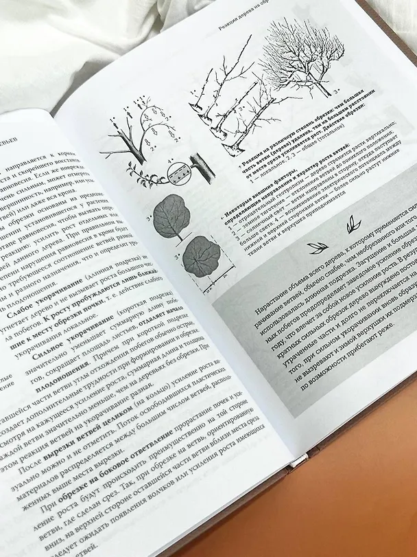 Книга Обрезка садовых деревьев. Экспертное руководство по созданию плодового сада (Роман Кудрявец) — 7