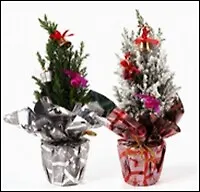 Кипарисовик зеленый в праздничной упаковке с игрушками 9\35 (104) 2340295 — 1