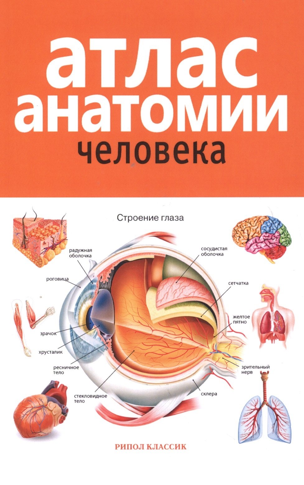 

Атлас анатомии человека. 2-е издание, дополненное и переработанное