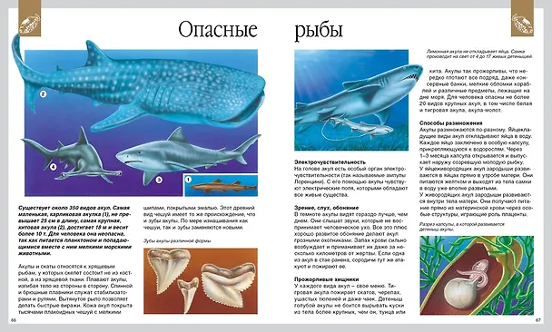 Книга Мир моря (Эмили Бомон, Валери Ле Дю) — 3