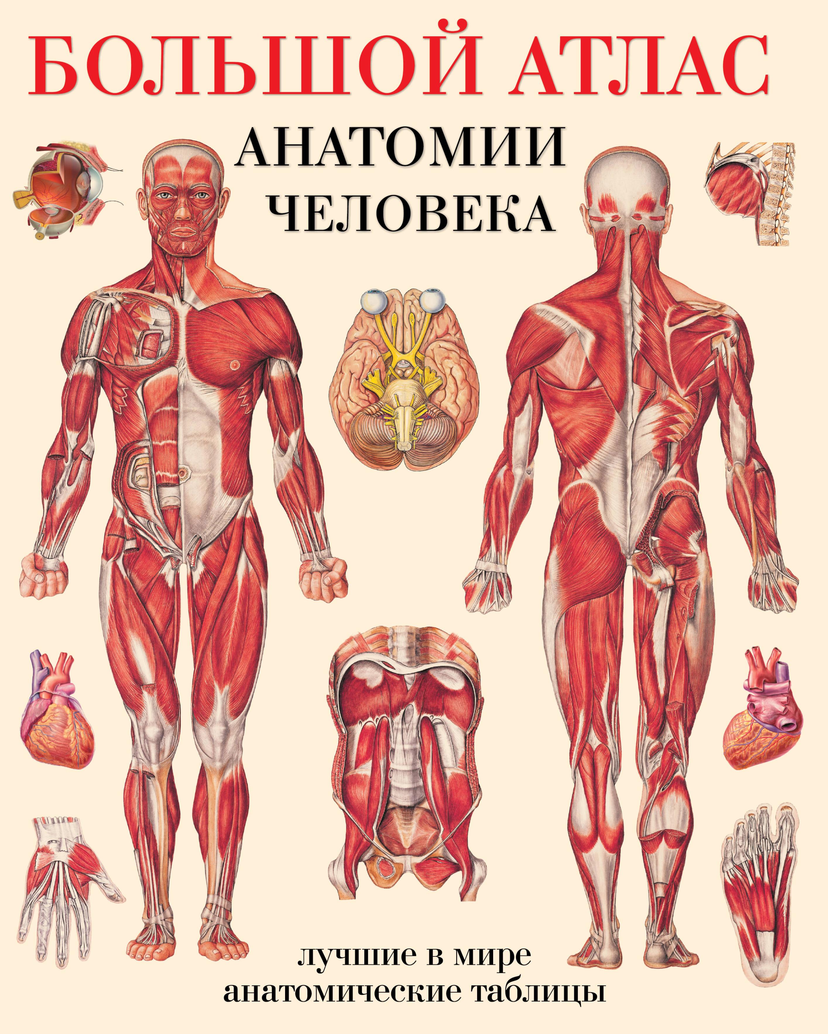 Обложка книги «Большой атлас анатомии человека(в табл)»