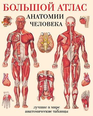 Книга Большой атлас анатомии человека(в табл) ()