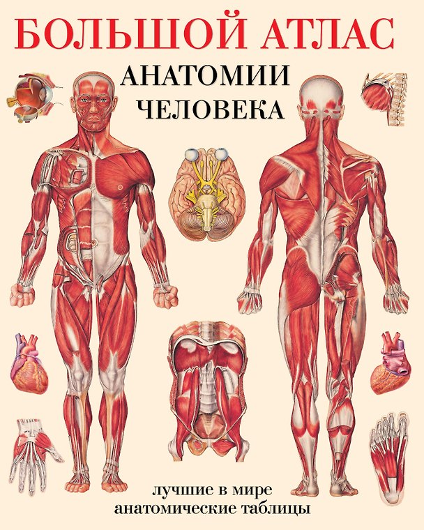 Книга Большой атлас анатомии человека(в табл) () — 1