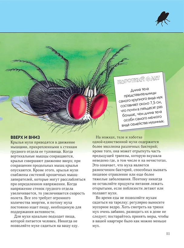 Книга Насекомые. Полная энциклопедия (мел.) (Тамара Грин) — 17