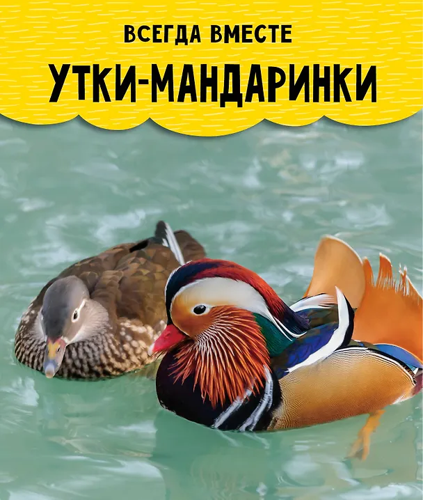 Книга Птицы () — 15