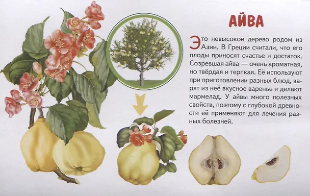 Книга Фрукты. Обучающие карточки () — 3