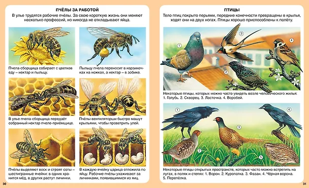 Книга Загадки природы (Эмили Бомон, Мари-Рене Гийоре) — 7