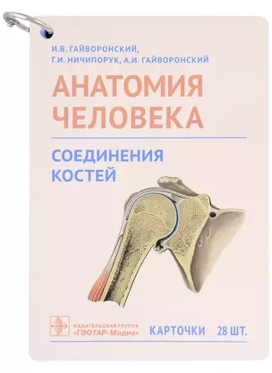 Анатомия человека. Соединения костей. Карточки: наглядное учебное пособие (28 двусторонних карточек) — 2986710 — 1