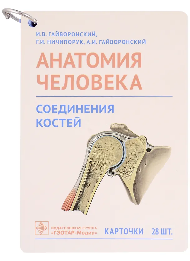 Книга Анатомия человека. Соединения костей. Карточки: наглядное учебное пособие (28 двусторонних карточек) (Алексей Гайворонский, Иван Гайворонский, Геннадий Ничипорук) — 1
