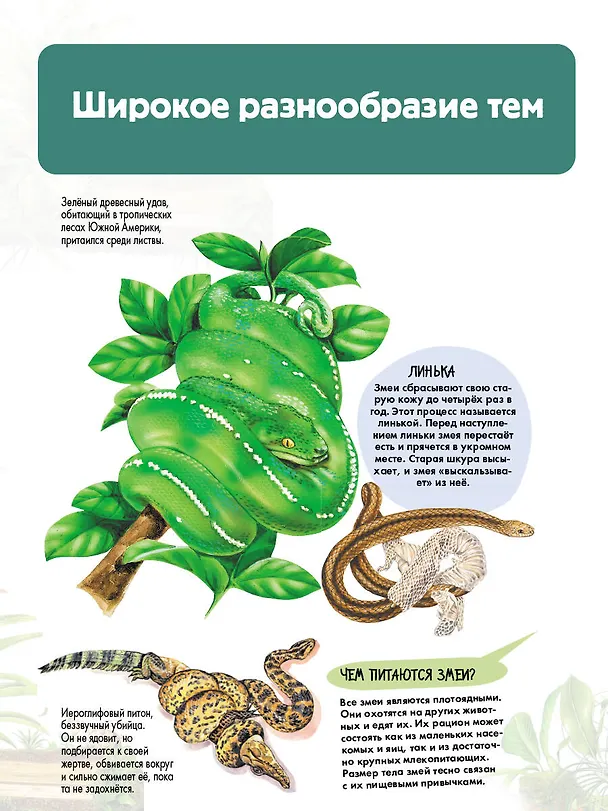 Книга Рептилии (Энн МакРей) — 8