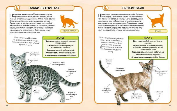 Книга Кошки (Камилла де ла Бедуайер) — 5