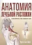 Анатомия лечебной растяжки: быстрое избавление от боли и профилактика травм — 2820240 — 1