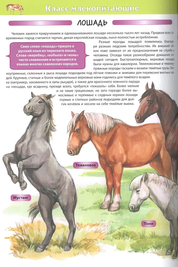 Книга Животные. Детская энциклопедия (С. Рублев) — 8