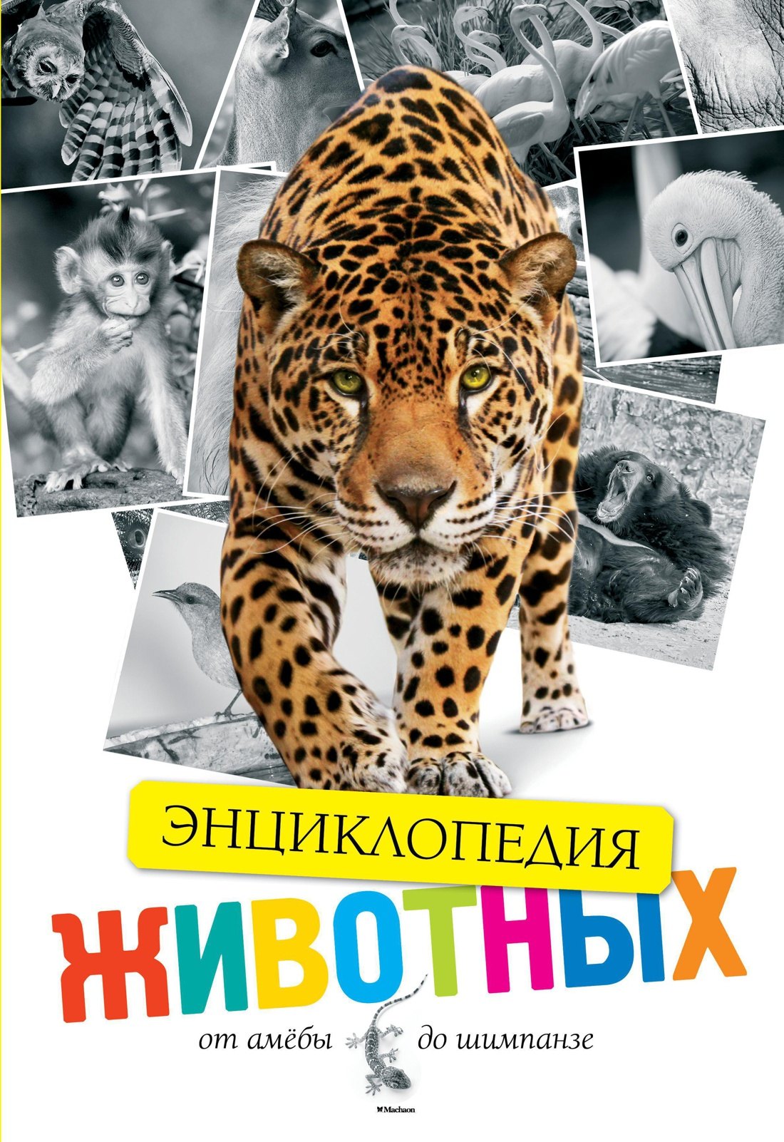 

Животные. От амёбы до шимпанзе