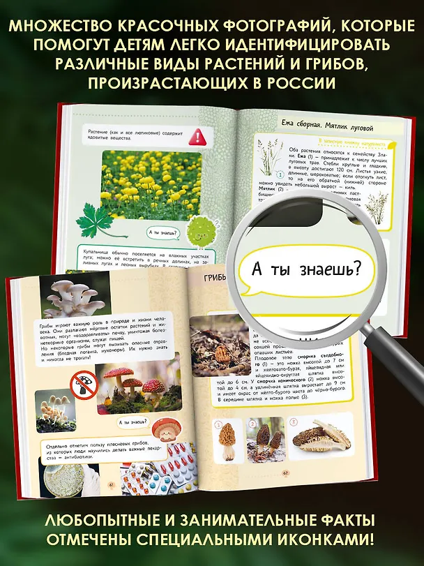 Книга Окружающий мир. Растения и грибы (Владислав Сивоглазов) — 6