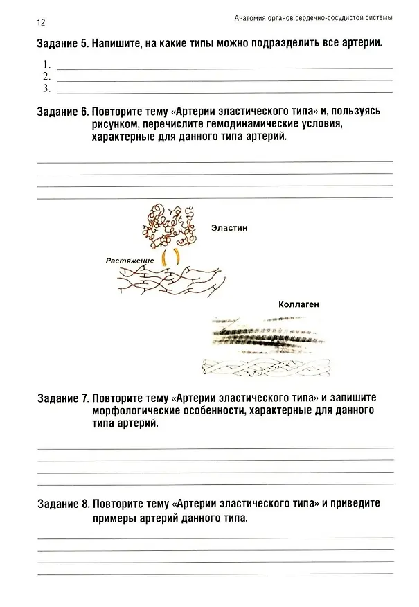 Книга Анатомия человека: Ангиология: Ч. 7. Анатомия органов сердечно-сосудистой системы. Рабочая тетрадь (Ольга Абанина, Анна Олсуфьева, Мария Кузнецова) — 5