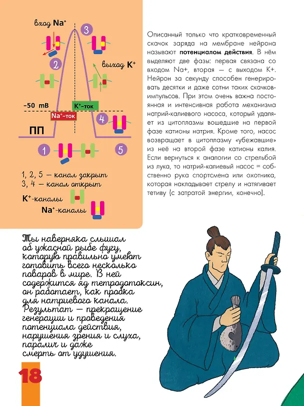 Книга Мозг и нервная система (Вячеслав Дубынин, Игорь Сергеев) — 12