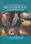 Заднежаберные моллюски морей России. Атлас-определитель с обзором биологии — 2294883 — 2