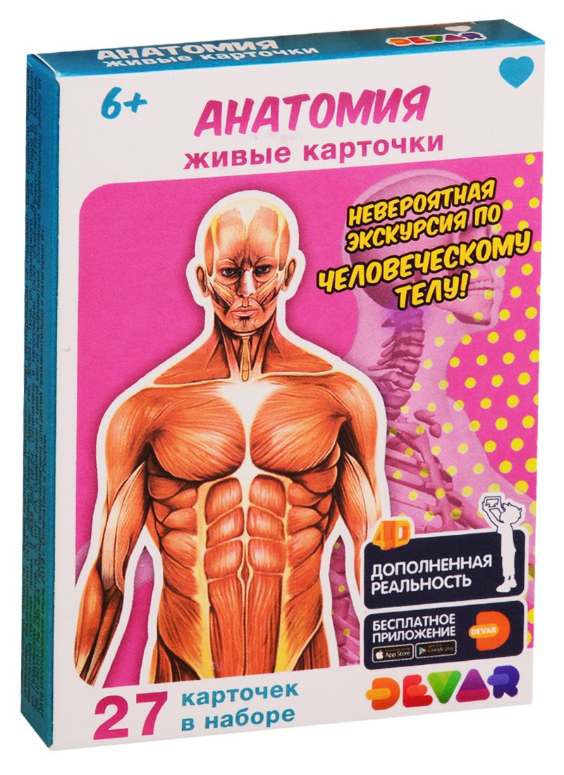 

Живые карточки. Анатомия
