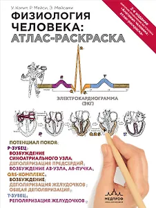 Физиология человека: атлас-раскраска