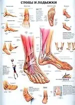 Плакат (70х108) Стопы и лодыжки / Тазобедренный и колееный суставы (А)