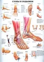 Плакат (70х108) Стопы и лодыжки / Тазобедренный и колееный суставы (А) — 2142447 — 1