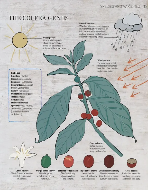 Книга Coffee Obsession. Flavoursome beans. Barista techniques. Over 100 global recipes () — 4
