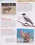 Красная книга для детей. Энциклопедия — 3181457 — 3