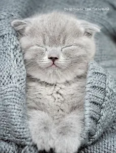 Дневник для средних и старших классов Listoff, "Уютный котик"