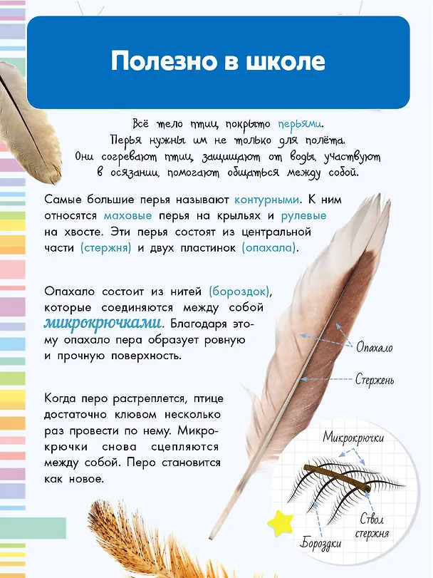 Книга Птицы (Мария Рахчеева) — 8