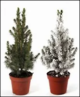 Ель зеленая 13\45/50 (230)