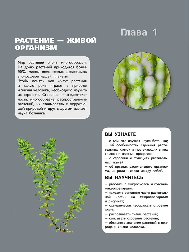 Книга Биология. 6 класс. Учебник. Базовый уровень (Глеб Швецов, Владимир Пасечник, Сергей Суматохин) — 3