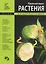 Комнатные растения Более 500 видов (син) (мал). (Аст) — 2020269 — 1