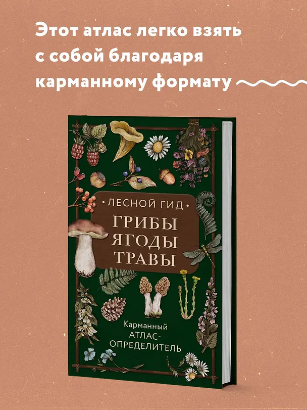 Книга Лесной гид: грибы, ягоды, травы. Карманный атлас-определитель (Людмила Семенова) — 6