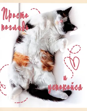 Тетрадь в клетку Listoff, "Погладь котика", 48 листов, в ассортименте 2973558