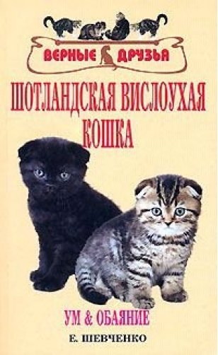 

Шотландская вислоухая кошка. Ум и обаяние