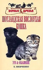 Шотландская вислоухая кошка. Ум и обаяние