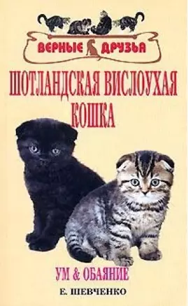 Шотландская вислоухая кошка. Ум и обаяние — 1899904 — 1