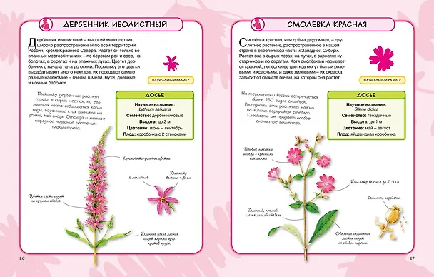 Книга Цветы (Камилла де ла Бедуайер) — 2