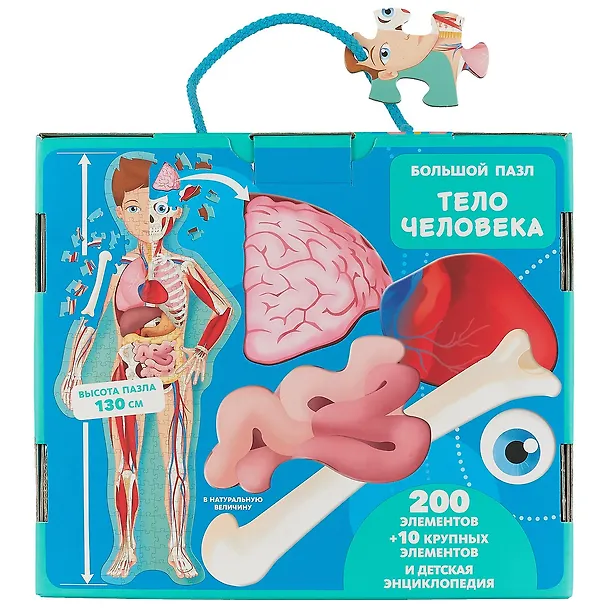 Тело человека 2643286 — 3