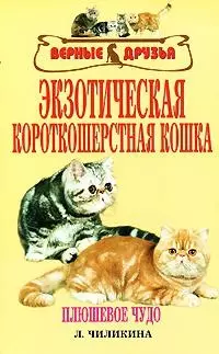 Экзотерическая короткошерстная кошка — 2149361 — 1